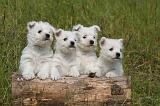 WESTIE 510